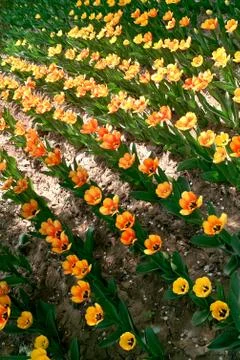Tulip flowers Stock Photos