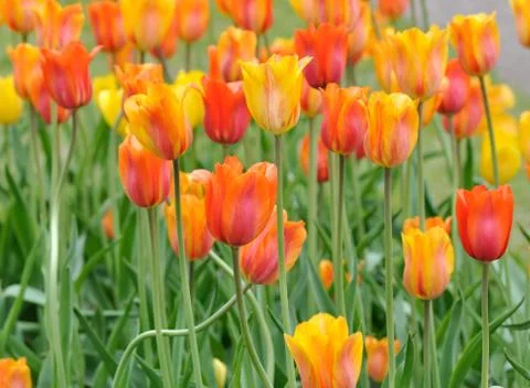 Tulip flowers Stock Photos