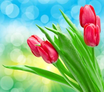 Tulip flowers Stock Photos
