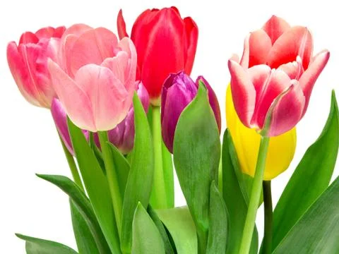 Tulip flowers Stock Photos