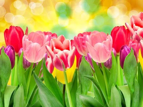 Tulip flowers Stock Photos