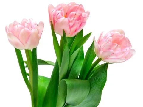 Tulip flowers Stock Photos