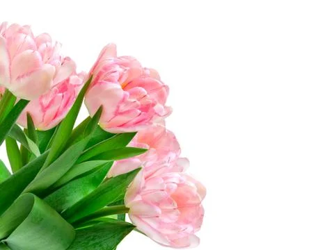 Tulip flowers Stock Photos