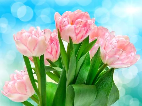 Tulip flowers Foto stock