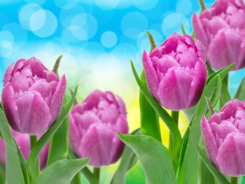 Tulip flowers Stock Photos