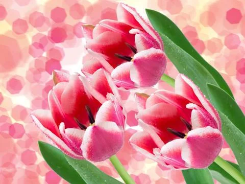 Tulip flowers Stock Photos
