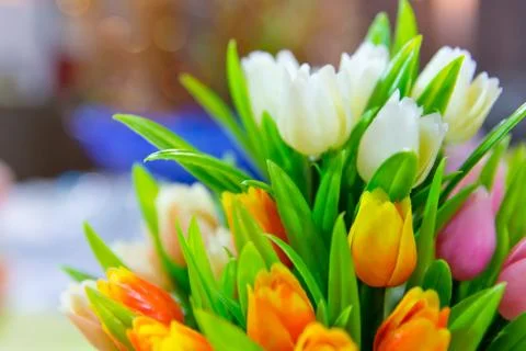 Tulip flowers Stock Photos