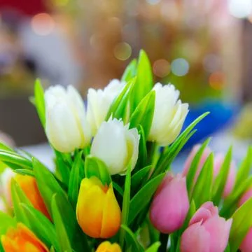 Tulip flowers Stock Photos