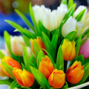 Tulip flowers Stock Photos