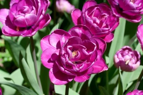 Tulip flowers Stock Photos