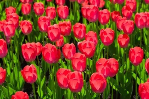 Tulip flowers Stock Photos
