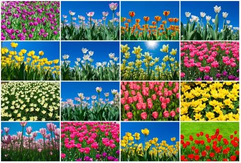Tulip flowers Stock Photos