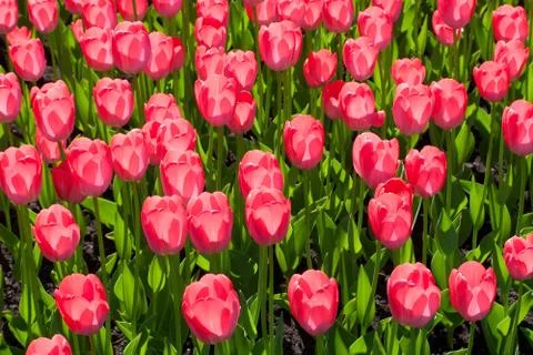 Tulip flowers Stock Photos