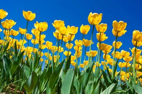 Tulip flowers Stock Photos