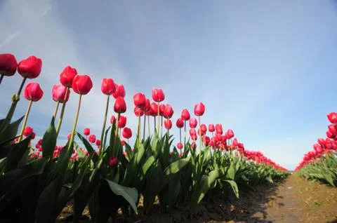 Tulip flowers Stock Photos
