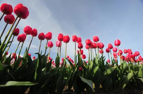 Tulip flowers Stock Photos