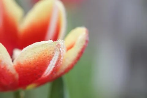 Tulip flowers Stock Photos