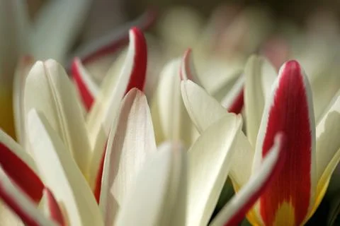 Tulip flowers Stock Photos