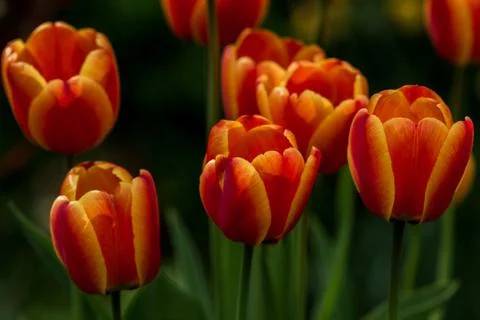 Tulip flowers Stock Photos