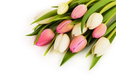 Tulip flowers Stock Photos