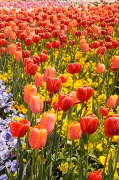Tulip flowers Stock Photos