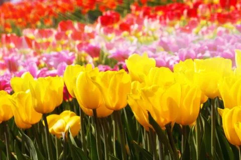 Tulip flowers Stock Photos