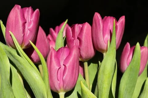 Tulip flowers Stock Photos