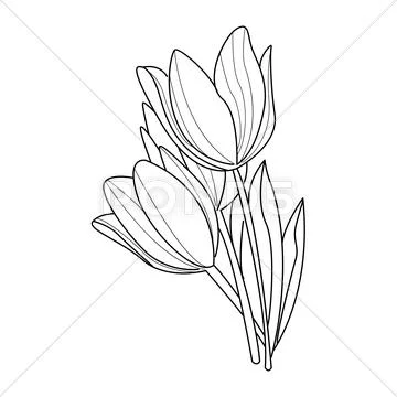 Tulip Flowers Sketch. Vector Stock Illustration