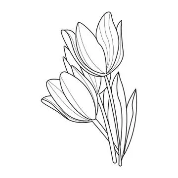 Tulip Flowers Sketch. Vector Stock Illustration