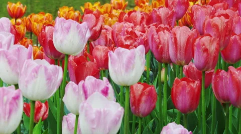 Tulip Flowers in Spring Time Video stock 49230668