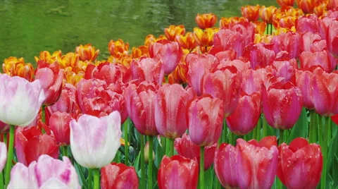 Tulip Flowers in Spring Time Stock Footage 49230672