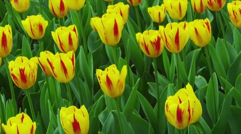 Tulip Flowers in Spring Time Stock Footage 49230983