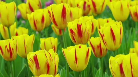 Tulip Flowers in Spring Time 스톡 동영상 49230985