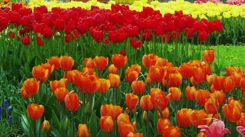 Tulip Flowers in Spring Time 動画素材 49231442