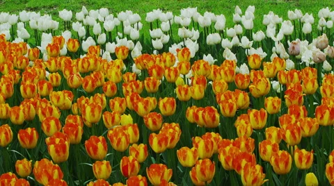 Tulip Flowers in Spring Time Stock Footage 49231523