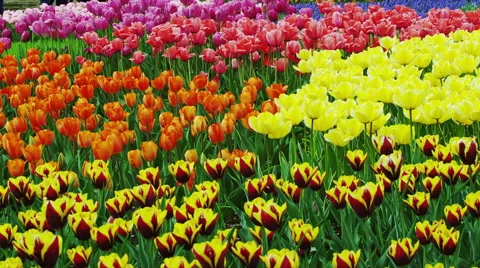 Tulip Flowers in Spring Time Video stock 49231895