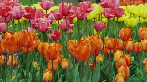 Tulip Flowers in Spring Time Stock Footage 49231959