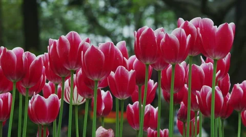 Tulip Flowers in Spring Time Stock Footage 49232344
