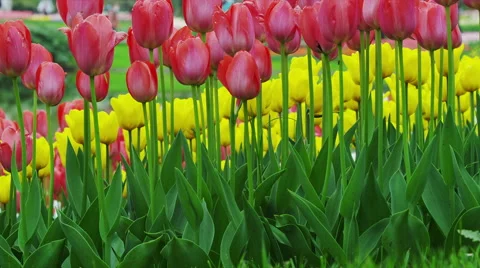 Tulip Flowers in Spring Time Stock Footage 49232824