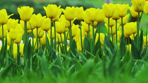 Tulip Flowers in Spring Time Video stock 49232956