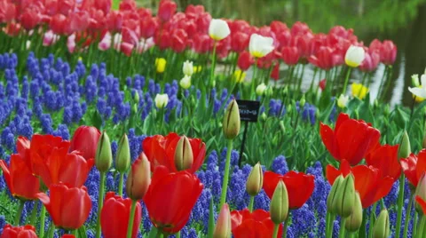 Tulip Flowers in Spring Time Stock Footage 49332621