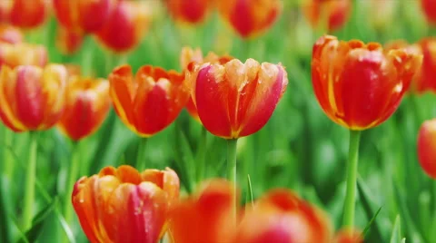 Tulip Flowers in Spring Time Stock Footage 49332654