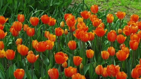 Tulip Flowers in Spring Time Video stock 49332697