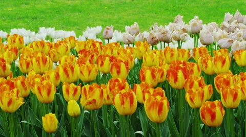 Tulip Flowers in Spring Time 스톡 동영상 49332706