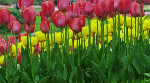 Tulip Flowers in Spring Time Stock Footage 49334076