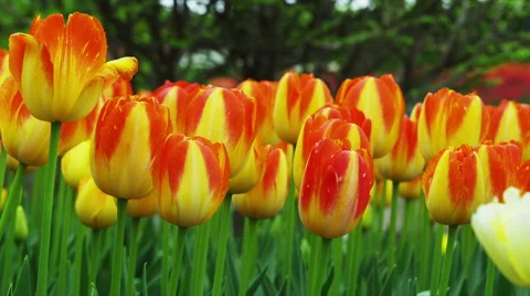 Tulip Flowers in Spring Time Stock Footage 49334109