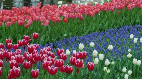 Tulip Flowers in Spring Time Video stock 49334125