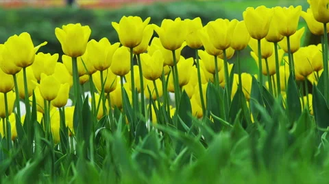 Tulip Flowers in Spring Time Video stock 49334130