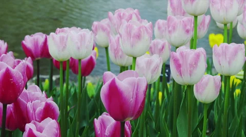 Tulip Flowers in Spring Time Video stock 49367739