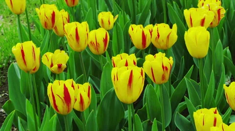 Tulip Flowers in Spring Time 스톡 동영상 49367743